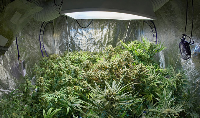 Deine Cannabispflanzen wechseln nicht in die Blütephase – was tun?