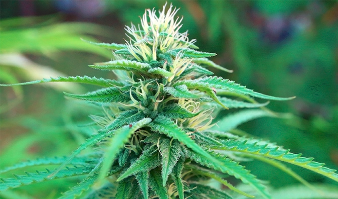 Die Blütephase der Cannabispflanze