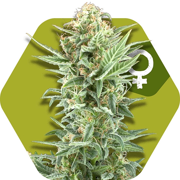 Power Kush Feminisierte Hanfsamen