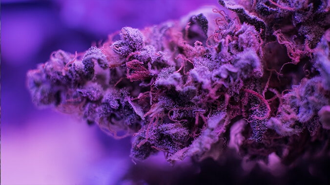 Purple buds