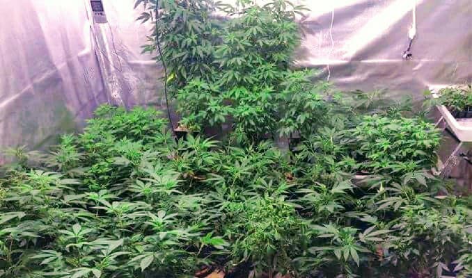 Wie viele Cannabispflanzen pro Quadratmeter?