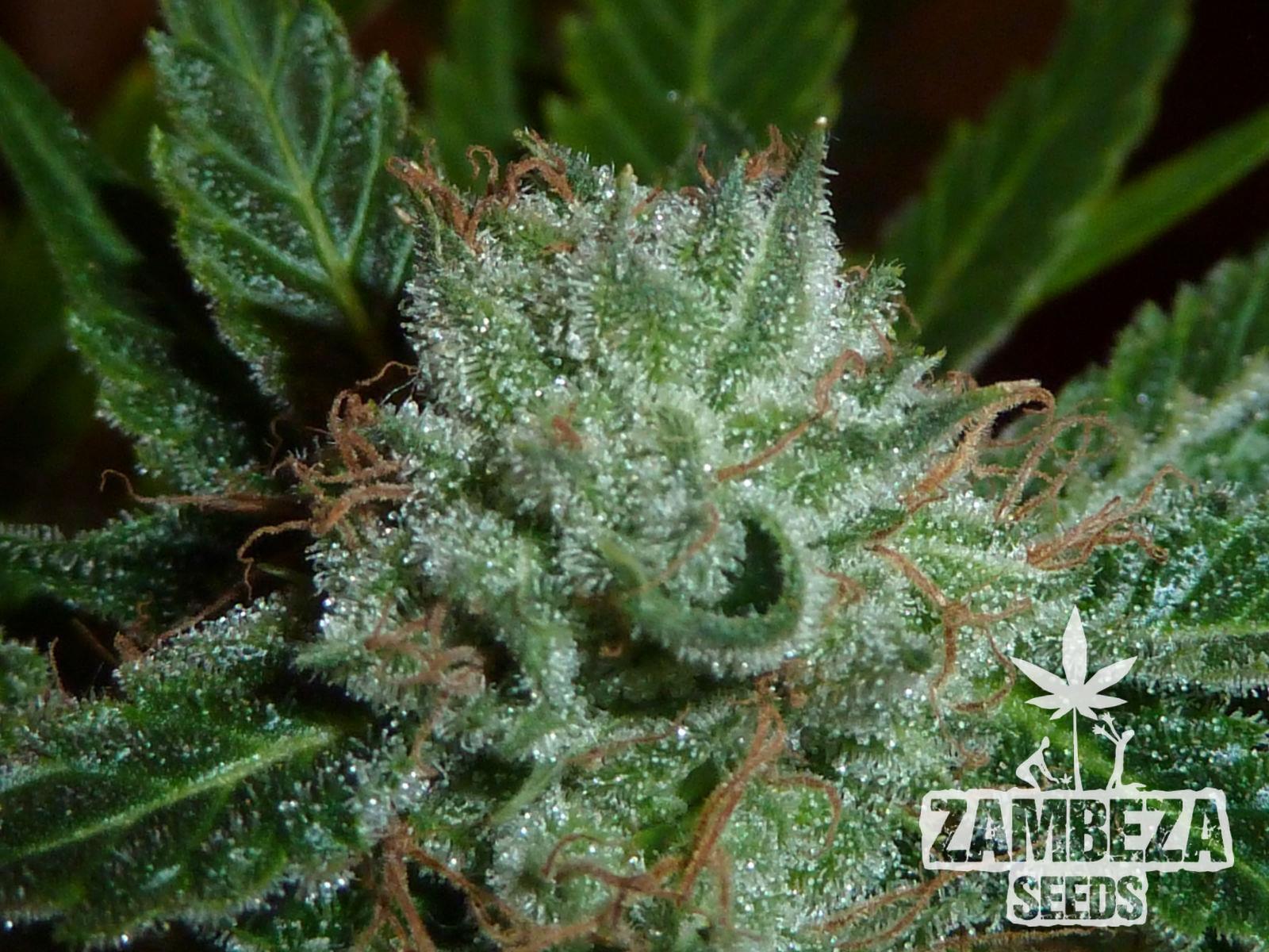 Zambeza Seeds White Widow Hanfsamen